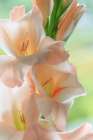 USA, Washington State, Seabeck. Close-up of white gladiola blossoms. Art Print